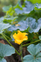 Beautiful yellow - orange flower of blooming pumpkin. Detail of gourd plant in blossom in homemade garden, surrounded by leaves. Organic farming, healthy food, BIO viands, back to nature concept.