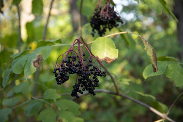 Clusters of black elderberry in forest. Common name Sambucus nigra