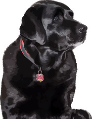 Illustration of Black Labrador Retriever on White