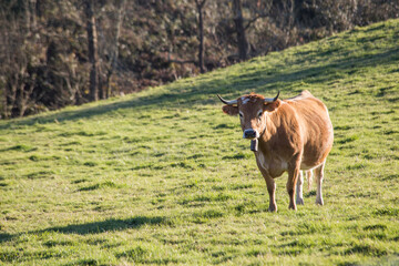 Naklejka na ściany i meble cow looking at the camera in the field. space for copy and text