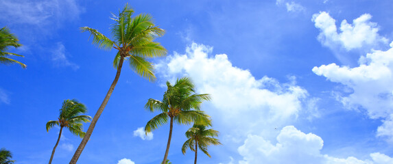 Palm trees at tropical beach with blue sky .Travel background.