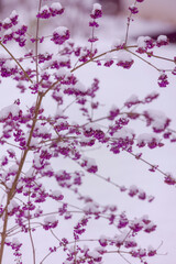 The Beautyberry Bush with Snow
