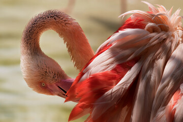 pink flamingo with arched neck cleaning itself in a pond