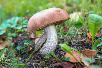 Beautiful boletus edulis mushroom banner in amazing green moss. Old magic forest mushrooms background. White mushroom in sunny day