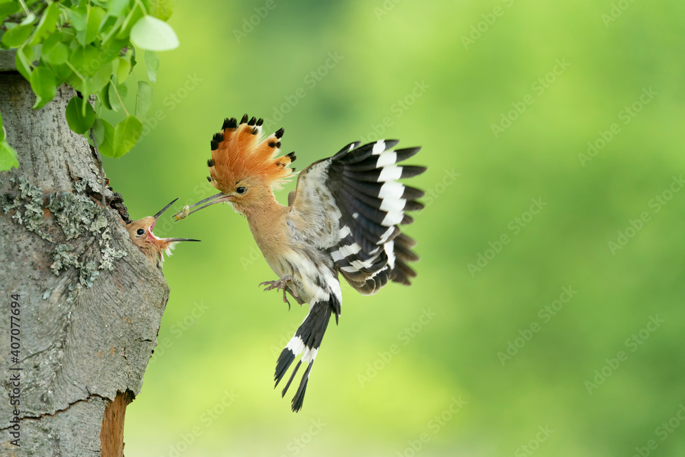 Wall mural Eurasian Hoopoe (Upupa epops) feeding it's chicks captured in flight.