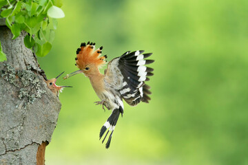 Eurasian Hoopoe (Upupa epops) feeding it's chicks captured in flight.