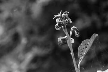 fiore di campo in fioritura in bianco e nero