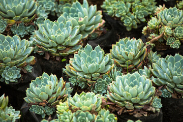 Echeveria - Rosette succulent plant, alabaster rose
