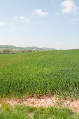 Fototapeta premium Field and blue sky