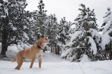 Dog posing in the woods