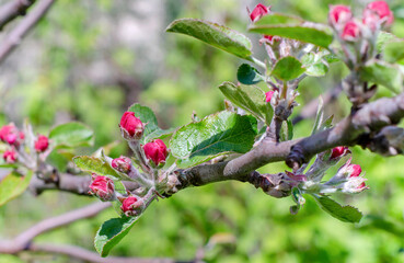 apple tree flowers a lot