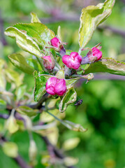 apple tree flowers may