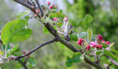 apple tree red flowers