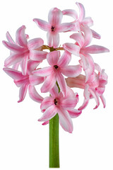 hyacinth single flower isolated
