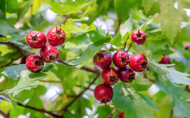 hawthorn branch berry close up