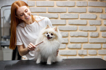 female groomer combs the hait of spitz, removes the rest of wook, using professional tools