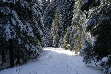 Fototapeta na wymiar forest paths in winter mountains