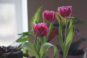 pink tulips
