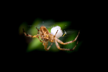 Close shot of a spider weaving its cob web