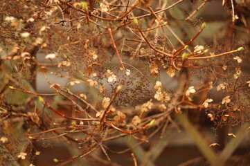 a dead bush with white flowers
