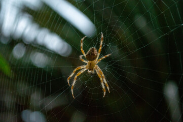 Close shot of a spider weaving its net
