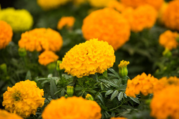 Beautiful marigolds in the garden - Tagetes erecta