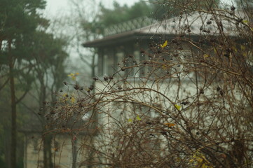 autumn shrubbery on the background of the white house
