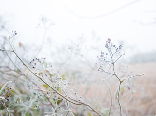 Schnee und Reif auf Pflanzen, Bäumen, Sträuchern