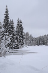 Obraz premium winter lake in in forest