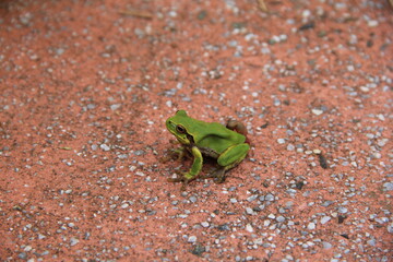 ニホンアマガエル
