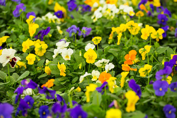 Viola tricolor - Pansies variety of flowers in the garden