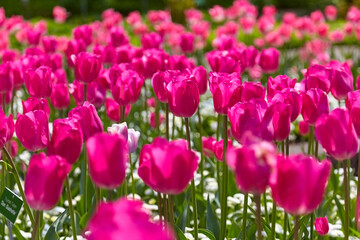 Beautiful pink-colored tulips in the flowerbed, close-up.