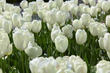 Beautiful white tulips in the flowerbed, close-up.