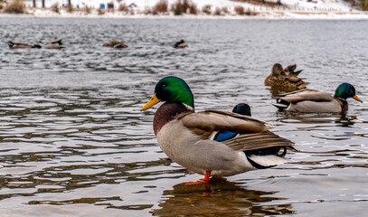 Ducks on Lake Estes Colorado