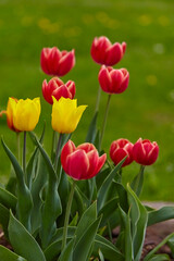 Beautiful colorful tulips in the flowerbed, close-up.