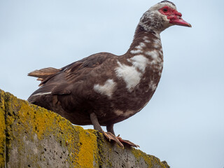 Domestic ducks flew to roof of barn and prepare to travel