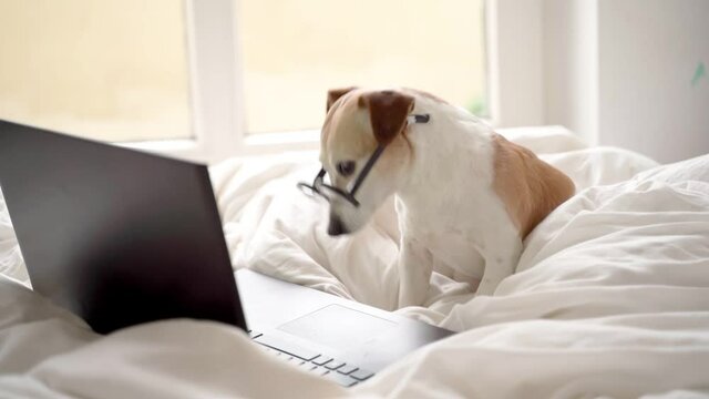 Funny dog Jack Russell terrier in nerd glasses watching movies on computer laptop at home in white comfy bed. Relaxing weekend time. Video footage. Programmer or designer online project remotely