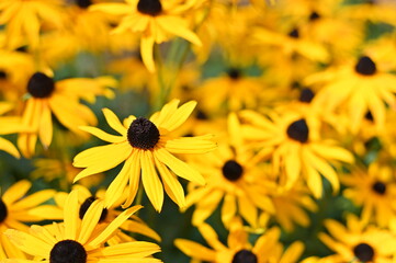 Sonnenhut, Rudbeckien