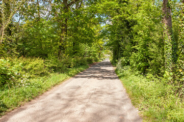 path in the park