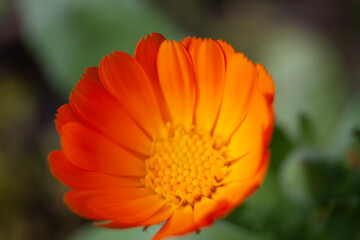 flower of calendula