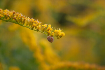 yellow caterpillar on a leaf