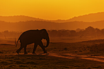 Fototapeta na wymiar Asiatic elephant (Elephas maximus) walks across the path at sunset, Minneriya National Park Sri Lanka