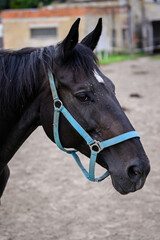 The head of a black horse with flies.