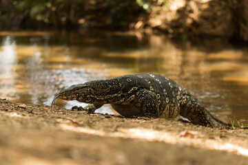 common water monitor (Varanus salvator)comes out of the water, Sri Lanka