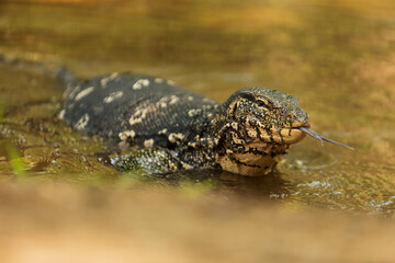 common water monitor (Varanus salvator) swims in the creek, Sri Lanka