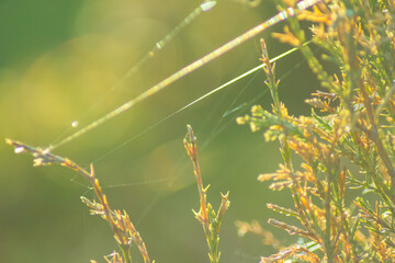 Meadow grass glow in the backlit. Nature background, copy space.