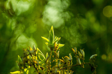 Green plants, selective focus. Green nature background, copy space