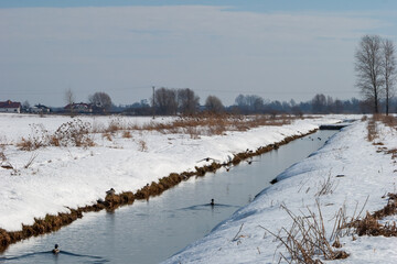 Zima, ptaki pływające w kanale