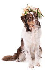 Young Austalian sheepdog with a wreath of flowers