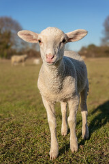 Fototapeta premium lamb in a meadow